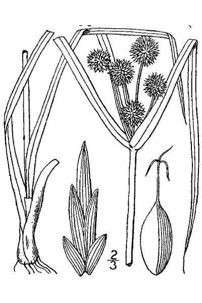 Cyperus echinatus illustration USDA Plants website