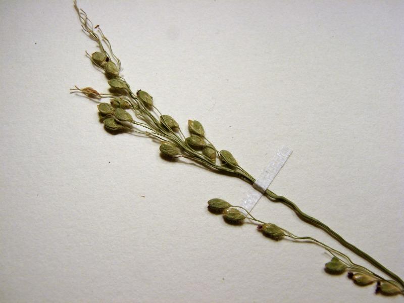 Dichanthelium leibergii spikelets Stephen M. Young