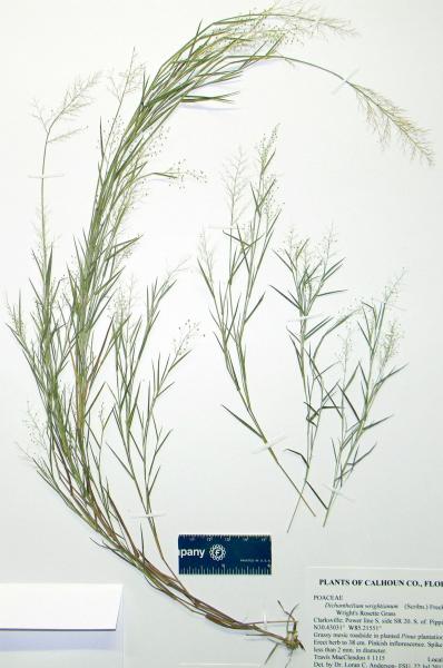 Herbarium specimen from Florida Karen MacClendon