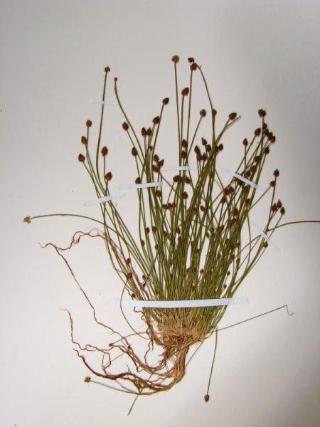 Eleocharis ovata plant Stephen M. Young