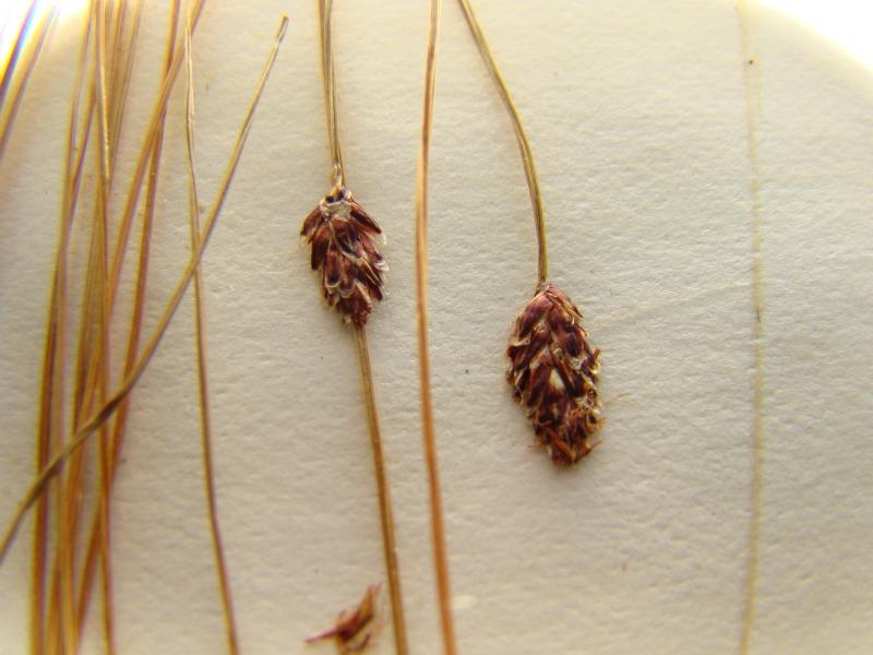 Eleocharis_tenuis_var._pseudoptera spikelets Richard M. Ring -- Courtesy of the William andLynda Steere Herbarium of The New York Botanical Garden
