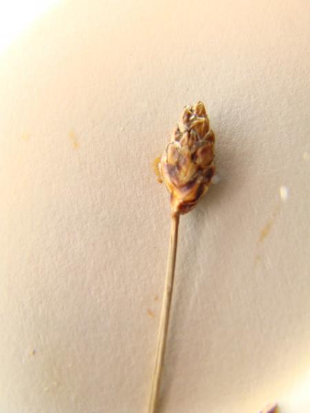 Eleocharis tuberculosa spikelet Richard M. Ring -- Courtesy of the William and