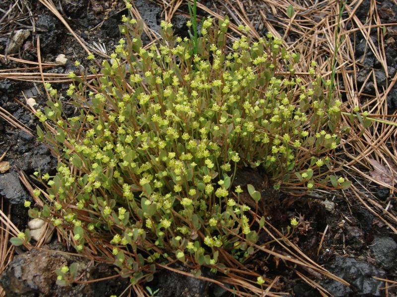 Euphorbia ipecacuanhae in flower Stephen M. Young