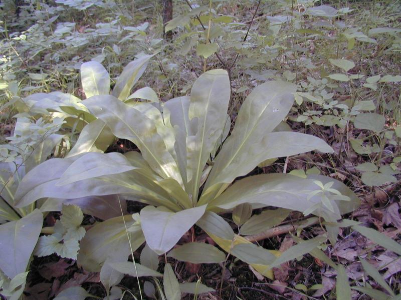 Frasera caroliniensis basal leaves Troy Weldy