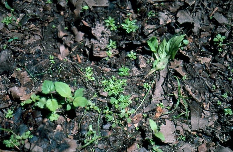 Hottonia inflata seedlings Stephen M. Young