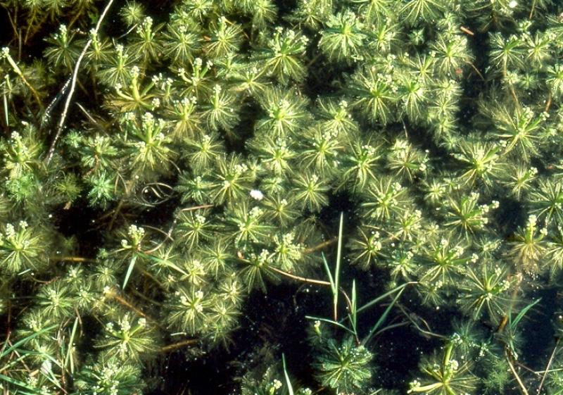 Hottonia inflata flowering plants in water Bob Zaremba