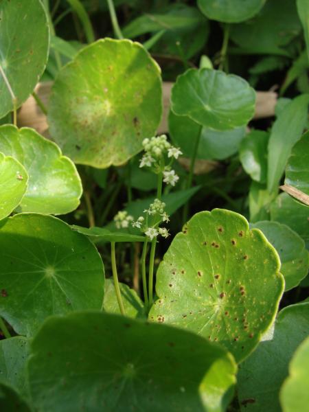 Hydrocotyle verticillata flowers and leaves Stephen M. Young