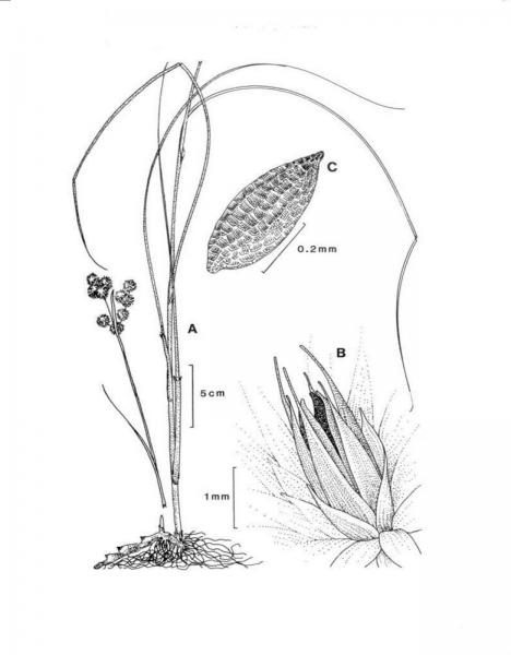 Juncus brachycarpus plant Deborah Morrison