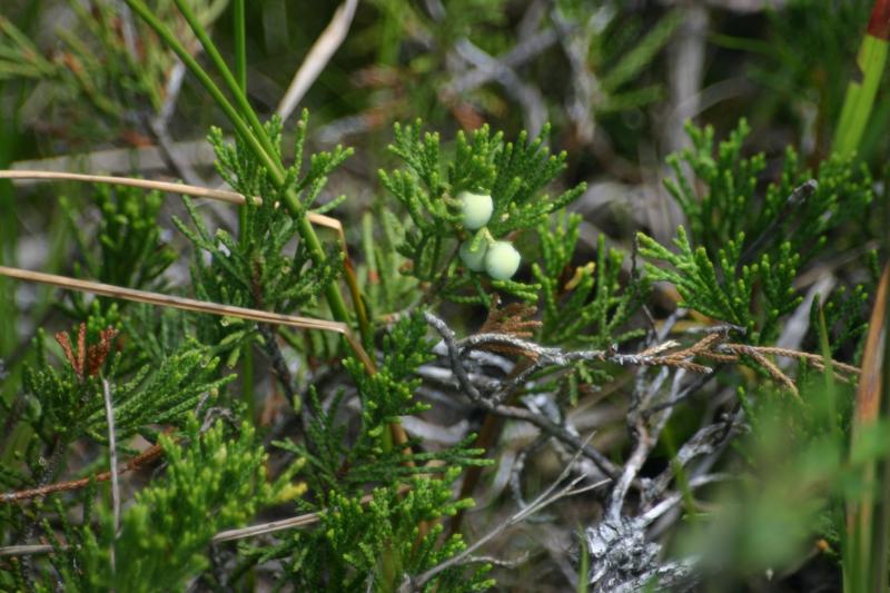 Juniperus horizontalis Troy Weldy
