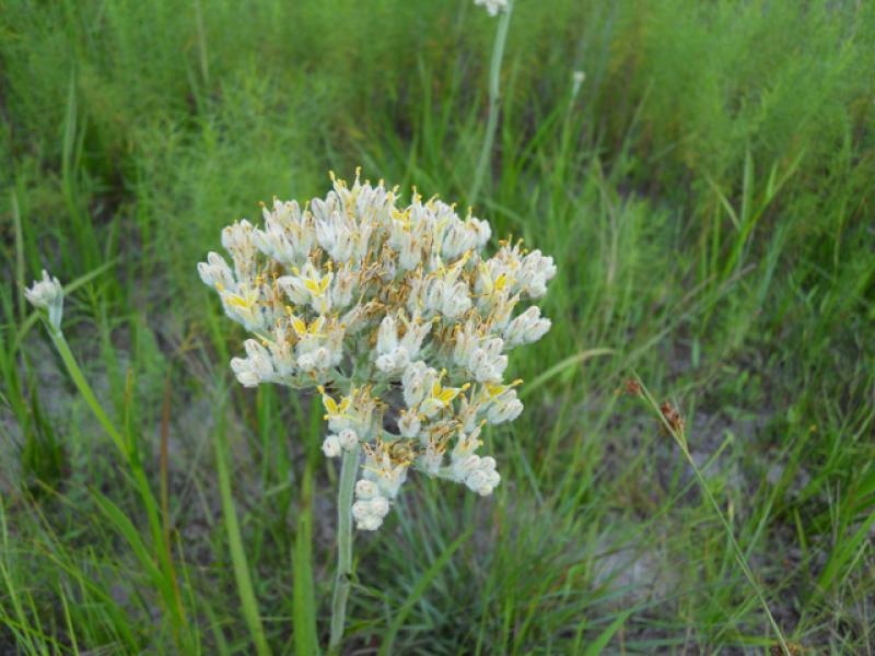 Lachnanthes caroliniana in flower Joseph Allen Tauscher, Johnson Wildflower Center