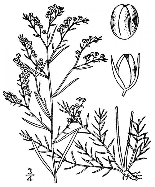 Lechea tenuifolia illustration USDA-NRCS PLANTS Database