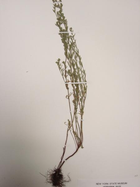 Lechea tenuifolia Stephen M. Young