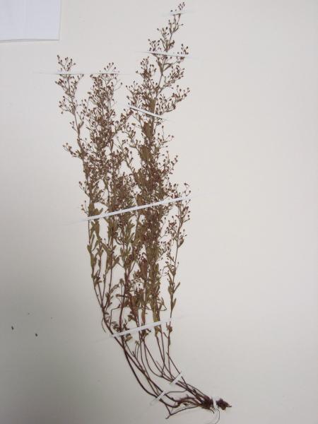 Lechea tenuifolia Stephen M. Young