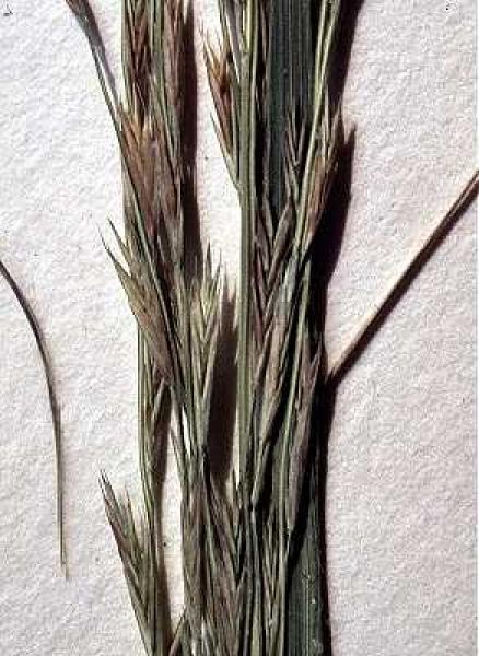 Leptochloa fusca ssp. fascicularis Emmet J. Judziewicz  