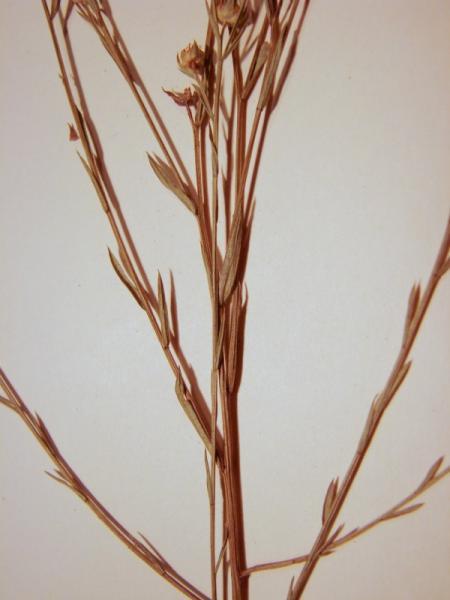 Linum sulcatum stems and leaves Stephen M. Young