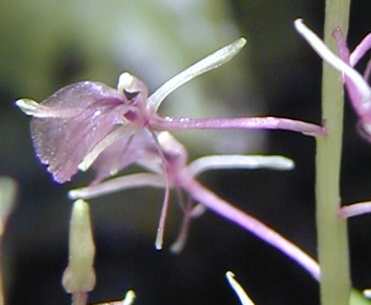 Liparis lilifolia, close-up of flower Troy Weldy