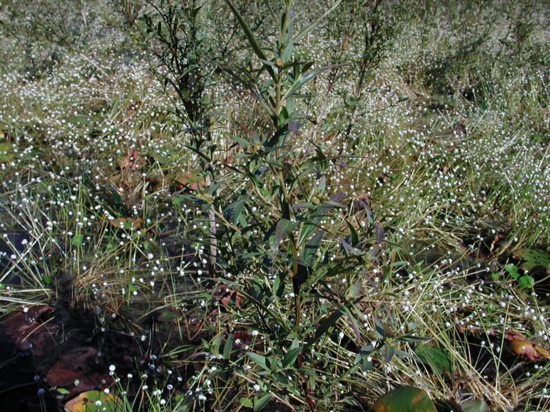 Ludwigia sphaerocarpa plant Stephen M. Young