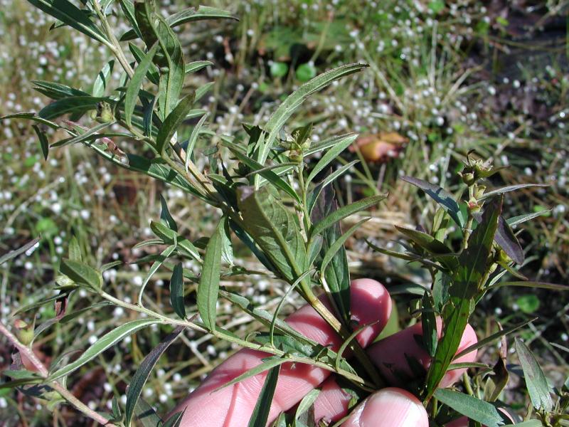 Ludwigia sphaerocarpa top of plant Stephen M. Young