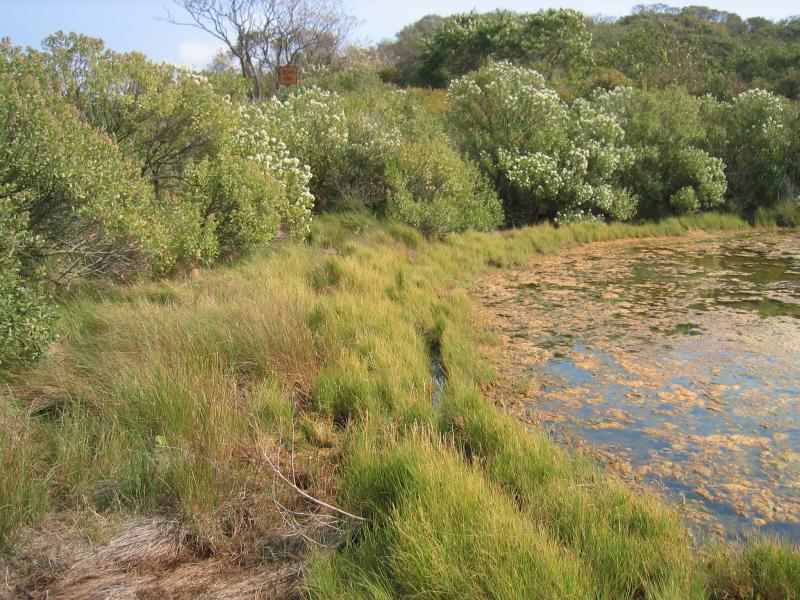 A zone of salt shrub on Fisher's Island Gregory J. Edinger