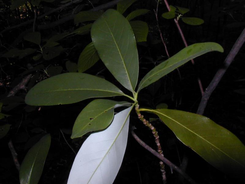 Magnolia virginiana leaves showing underside Troy Weldy