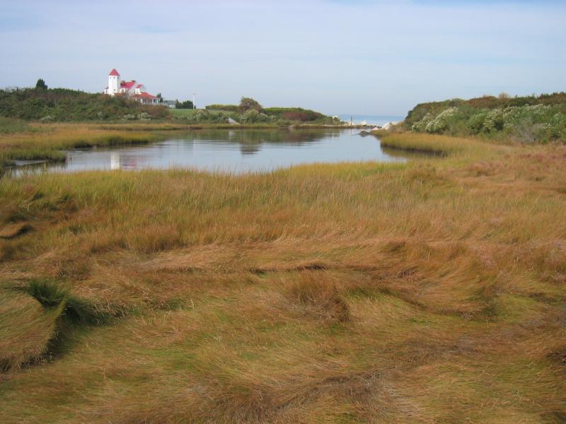 High salt marsh on Fishers Island Gregory J. Edinger