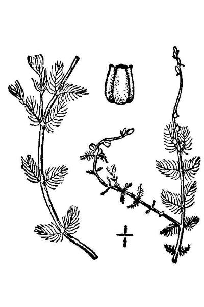 Myriophyllum alterniflorum USDA
