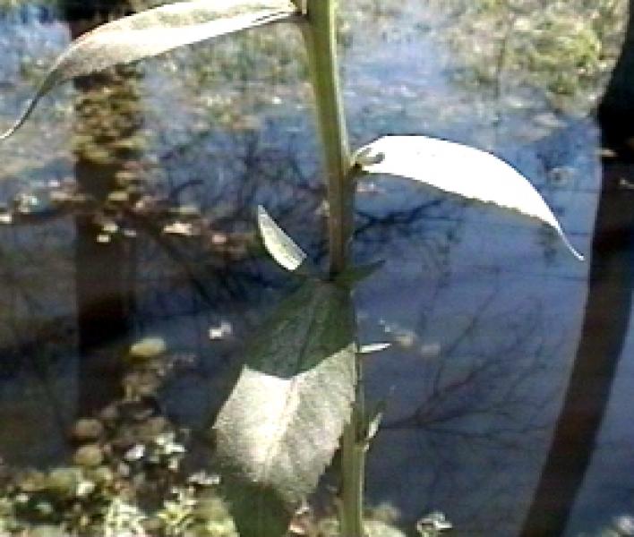 Neobeckia aquatica emergent leaves Hugh Wilson