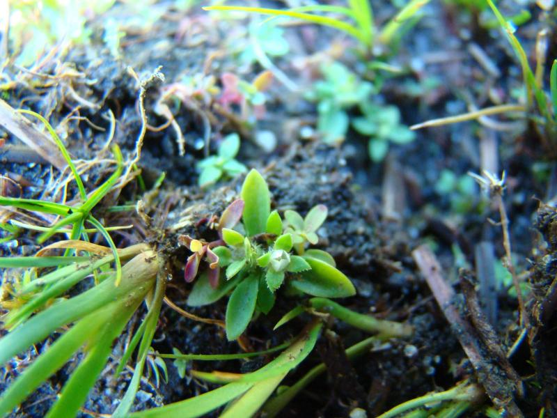 Oldenlandia close-up Kimberly J. Smith
