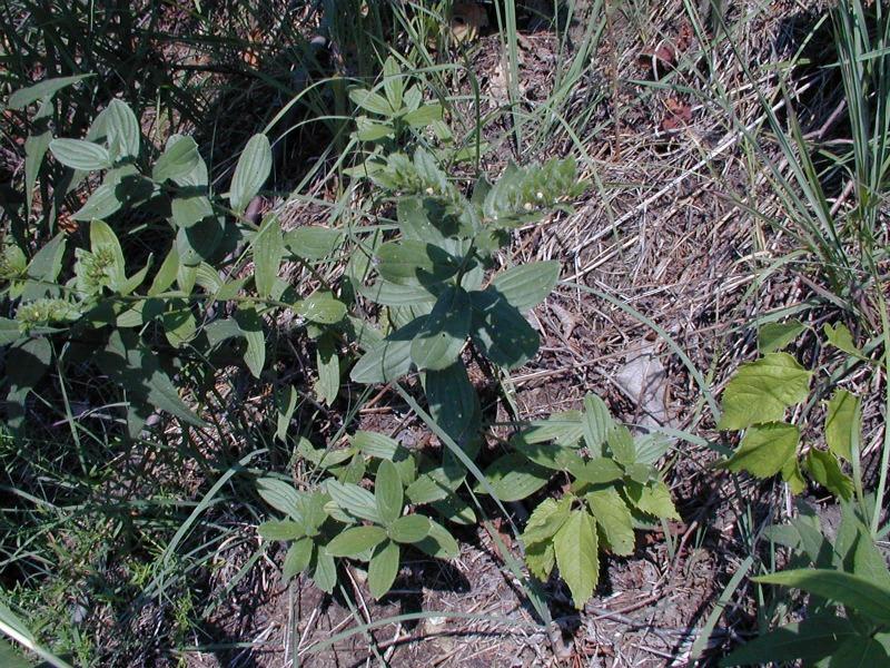 Onosmodium virginianum Troy Weldy