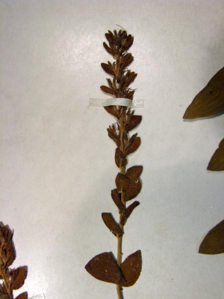 Onosmodium virginianum fruits Stephen M. Young