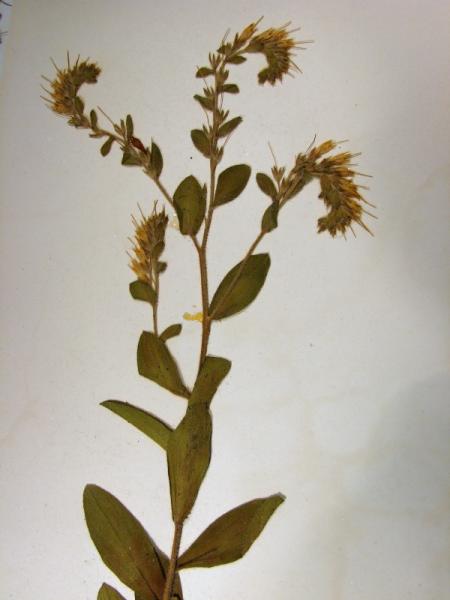Onosmodium virginianum plant Stephen M. Young