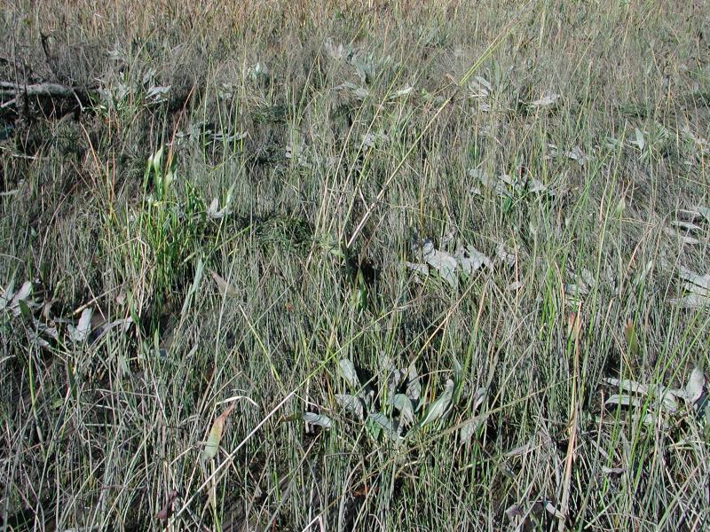 Orontium aquaticum in freshwater intertidal marsh vegetation Stephen M. Young