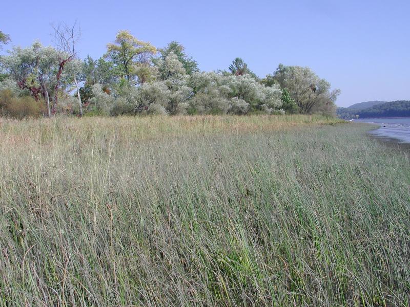 Orontium aquaticum habitat in freshwater tidal marsh Stephen M. Young