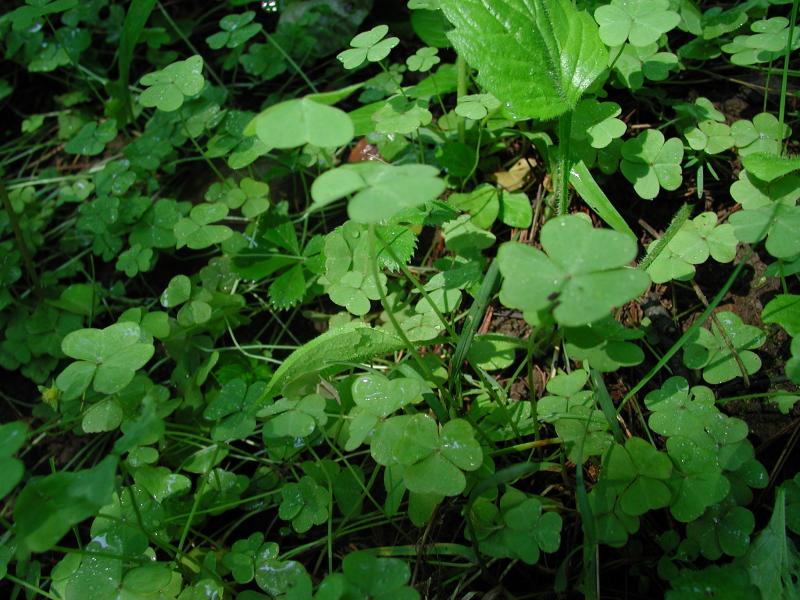 Oxalis violacea leaves Stephen M. Young