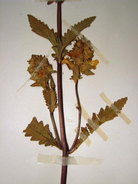Pedicularis lanceolata axillary inflorescences Stephen M. Young