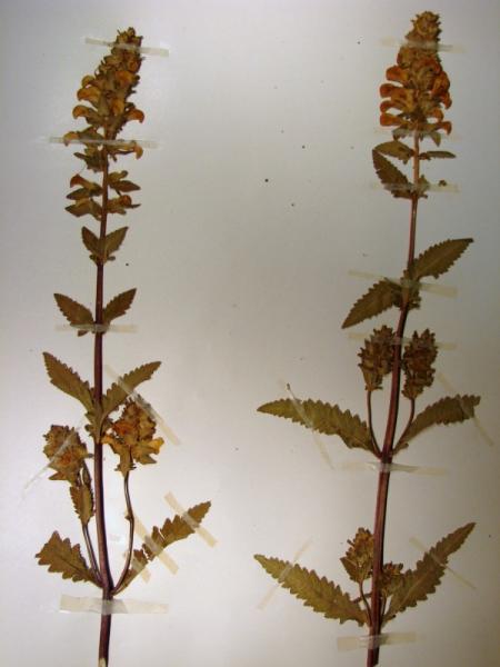 Pedicularis lanceolata plants Stephen M. Young