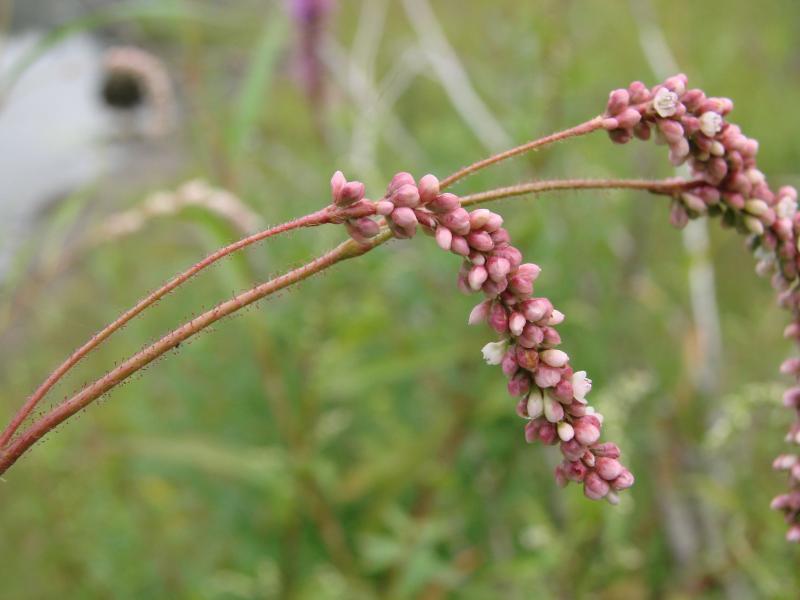 Persicaria careyi flower spikes Stephen M. Young