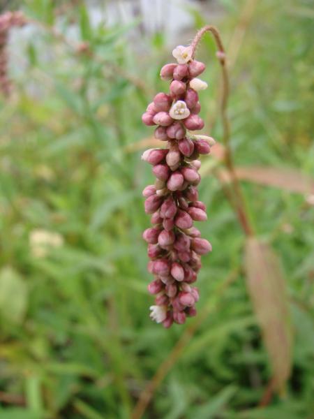 Persicaria careyi flowers Stephen M. Young