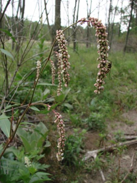 Persicaria careyi drooping flower spikes Stephen M. Young