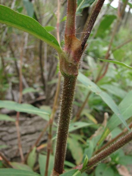Persicaria careyi stem hairs and ocrea Stephen M. Young