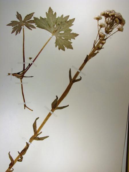 Petasites frigidus var. palmatus plant Stephen M. Young