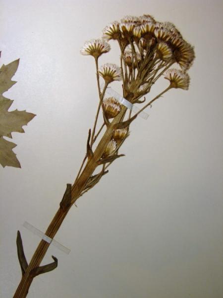 Petasites frigidus var. palmatus flowers Stephen M. Young