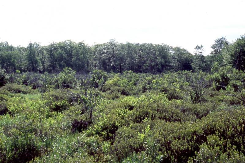Highbush blueberry bog thicket Troy Weldy