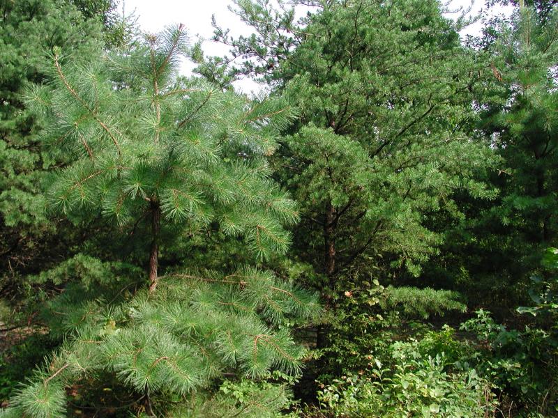 Pinus virginiana Stephen M. Young