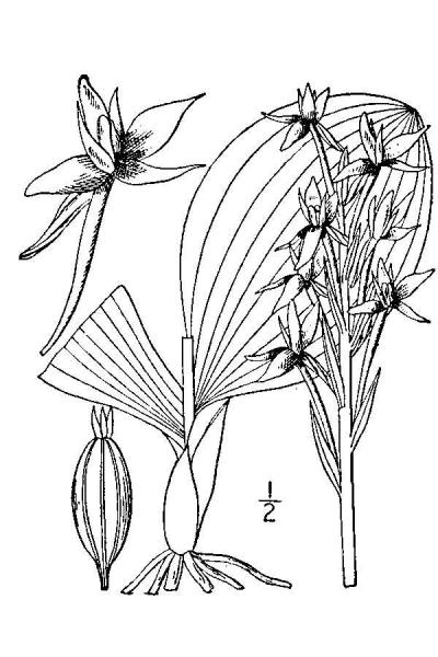 Platanthera hookeri line drawing Britton, N.L., and A. Brown (1913); downloaded from USDA-Plants Database.