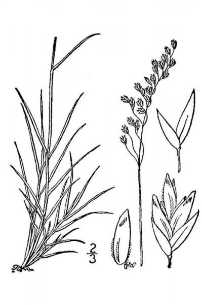 Line drawing  of Poa laxa spp. fernaldiana from Hitchcock, A.S. (rev. A. Chase). 1950. Manual of the grasses of the United States. USDA Miscellaneous Publication No. 200. Washington, DC. 1950 A.S. Hitchcock