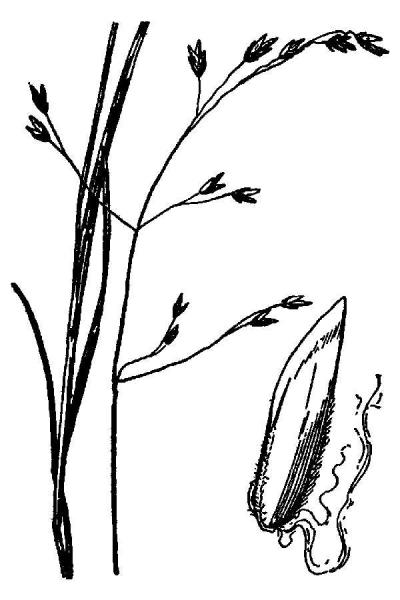 Poa paludigena line drawing Britton, N.L., and A. Brown (1913); downloaded from USDA-Plants Database