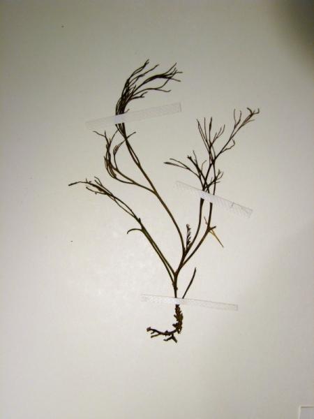Podostemum ceratophyllum plants Stephen M. Young