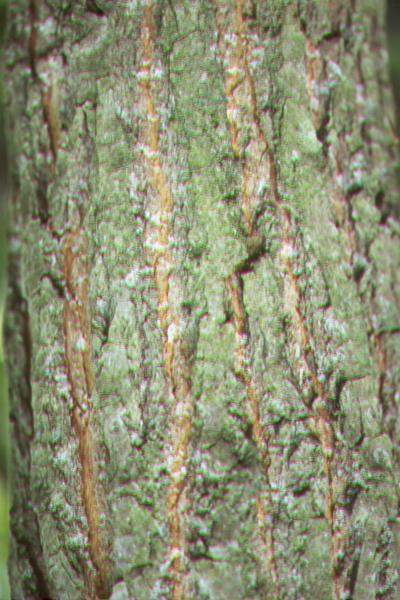 Populus heterophylla Stephen M. de Jonge