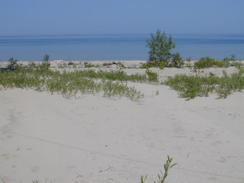 Great Lakes Sand Cherry Guide - New York Natural Heritage Program